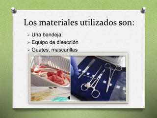 Los materiales utilizados son:
 Una bandeja
 Equipo de disección
 Guates, mascarillas
 