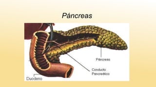 Páncreas
 