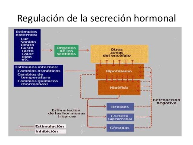 El sistema endocrino, trabajo de biologia y conducta El sistema endocrino, trabajo de biologia y conducta