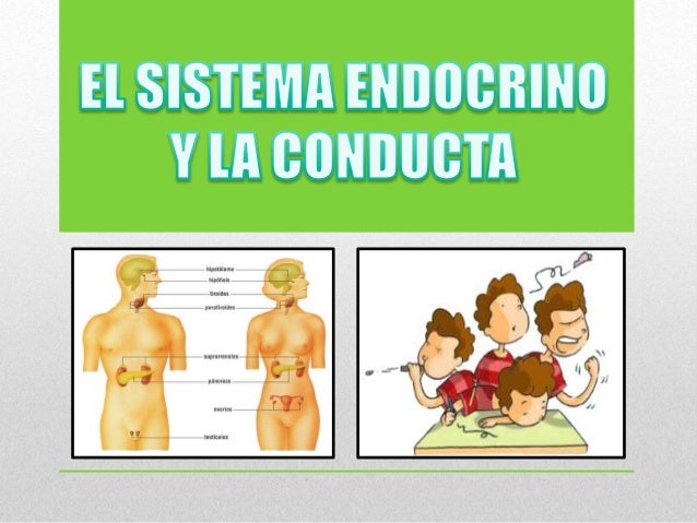 El Sistema Endocrino y la Conducta