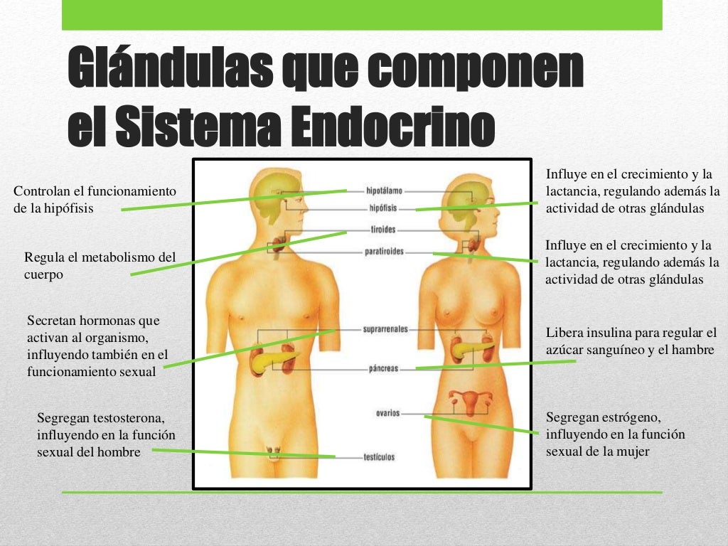 El Sistema Endocrino y la Conducta