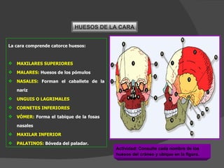 La cara comprende catorce huesos: MAXILARES SUPERIORES MALARES:  Huesos de los pómulos NASALES:  Forman el caballete de la nariz UNGUIS O LAGRIMALES CORNETES INFERIORES VÓMER:  Forma el tabique de la fosas  nasales MAXILAR INFERIOR PALATINOS:  Bóveda del paladar. Actividad: Consulte cada nombre de los huesos del cráneo y ubique en la figura. HUESOS DE LA CARA 