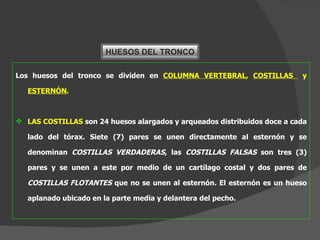 Los huesos del tronco se dividen en  COLUMNA VERTEBRAL ,  COSTILLAS  y  ESTERNÓN .   LAS COSTILLAS  son 24 huesos alargados y arqueados distribuidos doce a cada lado del tórax. Siete (7) pares se unen directamente al esternón y se denominan  COSTILLAS VERDADERAS , las  COSTILLAS FALSAS  son tres (3) pares y se unen a este por medio de un cartílago costal y dos pares de  COSTILLAS FLOTANTES  que no se unen al esternón. El esternón es un hueso aplanado ubicado en la parte media y delantera del pecho. HUESOS DEL TRONCO 