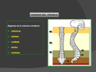Regiones de la columna vertebral: CERVICAL DORSAL LUMBAR SACRA COXIGEA HUESOS DEL TRONCO 