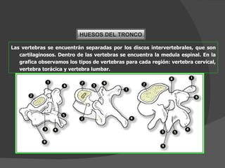 Las vertebras se encuentrán separadas por los discos intervertebrales, que son cartilaginosos. Dentro de las vertebras se encuentra la medula espinal. En la grafica observamos los tipos de vertebras para cada región: vertebra cervical, vertebra torácica y vertebra lumbar. HUESOS DEL TRONCO 