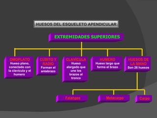 HUESOS DEL ESQUELETO APENDICULAR EXTREMIDADES SUPERIORES CLAVÍCULA Hueso alargado que une los brazos al tronco HUMERO Hueso largo que forma el brazo OMOPLATO  Hueso plano, conectado con la clavícula y el humero . CUBITO Y  RADIO Forman el antebrazo HUESOS DE LA MANO Son 26 huesos Falanges Carpo Metacarpo 