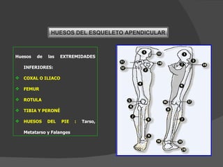 Huesos de las EXTREMIDADES INFERIORES: COXAL O ILIACO FEMUR ROTULA TIBIA Y PERONÉ HUESOS DEL PIE :  Tarso, Metatarso y Falanges HUESOS DEL ESQUELETO APENDICULAR 