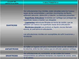 ARTICULACIONES CLASE DE ARTICULACIÓN CARACTERÍSTICA DIARTROSIS Son articulaciones muy móviles, están ubicadas entre los huesos largos de las extremidades y permiten movimientos de flexión, extensión aducción, abducción y rotación. La diartrosis presentan: Superficies Articulares  revestidas por cartílago que protegen las superficies óseas e impiden sus desgaste. Ligamentos  estructuras fibradas en forma de cordón, que se adhieren con fuerza a la superficies óseas de la articulación. Membrana sinovial   que produce un liquido viscoso llamado sinovia, el cual lubrica la articulación . Las articulaciones móviles son susceptibles de sufrir luxaciones y torceduras. ANFIARTROSIS Se hallan en lugares con poco movimiento como en las vértebras de la columna; entre los dos huesos que se articulan aparece cartílago. SINARTROSIS Son articulaciones sin movimiento, en las cuales los huesos comprometidos se adhieren formando una especie de sutura, como en el cráneo, 