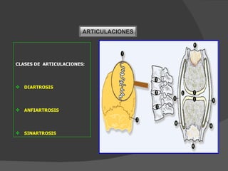 CLASES DE  ARTICULACIONES: DIARTROSIS ANFIARTROSIS SINARTROSIS ARTICULACIONES 