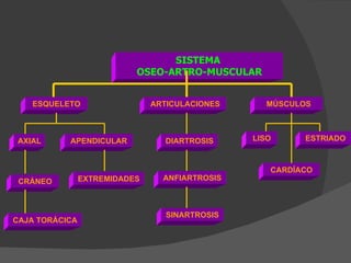 SISTEMA  OSEO-ARTRO-MUSCULAR ARTICULACIONES MÚSCULOS ESQUELETO AXIAL APENDICULAR CAJA TORÁCICA CRÁNEO EXTREMIDADES DIARTROSIS ANFIARTROSIS SINARTROSIS LISO ESTRIADO CARDÍACO 