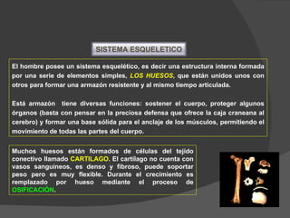 El hombre posee un sistema esquelético, es decir una estructura interna formada por una serie de elementos simples,  LOS HUESOS , que están unidos unos con otros para formar una armazón resistente y al mismo tiempo articulada. Está armazón  tiene diversas funciones: sostener el cuerpo, proteger algunos órganos (basta con pensar en la preciosa defensa que ofrece la caja craneana al cerebro) y formar una base sólida para el anclaje de los músculos, permitiendo el movimiento de todas las partes del cuerpo. Muchos huesos están formados de células del tejido conectivo llamado  CARTILAGO . El cartílago no cuenta con vasos sanguíneos, es denso y fibroso, puede soportar peso pero es muy flexible. Durante el crecimiento es remplazado por hueso mediante el proceso de  OSIFICACIÓN . SISTEMA   ESQUELETICO 