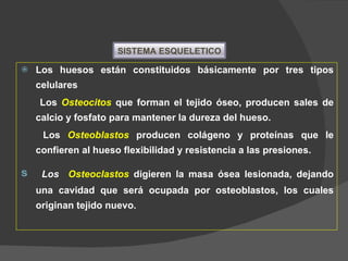 Los huesos están constituidos básicamente por tres tipos celulares Los  Osteocitos   que forman el tejido óseo, producen sales de calcio y fosfato para mantener la dureza del hueso. Los  Osteoblastos   producen colágeno y proteínas que le confieren al hueso flexibilidad y resistencia a las presiones. Los  Osteoclastos  digieren la masa ósea lesionada, dejando una cavidad que será ocupada por osteoblastos, los cuales originan tejido nuevo. SISTEMA   ESQUELETICO 