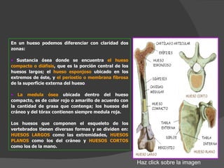 En un hueso podemos diferenciar con claridad dos zonas: Sustancia ósea donde se encuentra  el hueso compacto o diáfisis , que es la porción central de los huesos largos; el   hueso esponjoso   ubicado en los extremos de éste, y  el periostio o membrana fibrosa   de la superficie externa del hueso . La medula ósea   ubicada dentro del hueso compacto, es de color rojo o amarillo de acuerdo con la cantidad de grasa que contenga; los huesos del cráneo y del tórax contienen siempre medula roja. Los huesos que componen el esqueleto de los vertebrados tienen diversas formas y se dividen en:  HUESOS LARGOS   como las extremidades,  HUESOS PLANOS   como los del cráneo y  HUESOS CORTOS   como los de la mano. Haz click sobre la imagen 