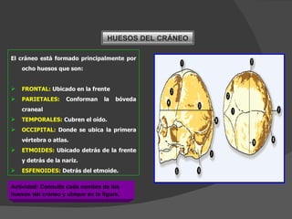 El cráneo está formado principalmente por ocho huesos que son: FRONTAL:  Ubicado en la frente PARIETALES:  Conforman la bóveda craneal TEMPORALES:  Cubren el oído. OCCIPITAL:  Donde se ubica la primera vértebra o atlas. ETMOIDES:  Ubicado detrás de la frente y detrás de la nariz. ESFENOIDES:  Detrás del etmoide. Actividad: Consulte cada nombre de los huesos del cráneo y ubique en la figura. HUESOS DEL CRÁNEO 