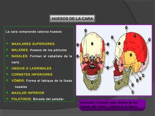 HUESOS DE LA CARA
La cara comprende catorce huesos:
 MAXILARES SUPERIORES
 MALARES: Huesos de los pómulos
 NASALES: Forman el caballete de la
nariz
 UNGUIS O LAGRIMALES
 CORNETES INFERIORES
 VÓMER: Forma el tabique de la fosas
nasales
 MAXILAR INFERIOR
 PALATINOS: Bóveda del paladar.
Actividad: Consulte cada nombre de los
huesos del cráneo y ubique en la figura.
 