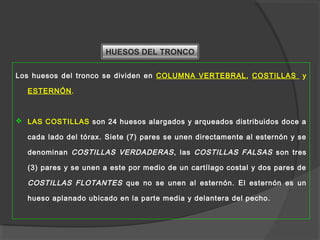 HUESOS DEL TRONCO
Los huesos del tronco se dividen en COLUMNA VERTEBRAL, COSTILLAS y
ESTERNÓN.
 LAS COSTILLAS son 24 huesos alargados y arqueados distribuidos doce a
cada lado del tórax. Siete (7) pares se unen directamente al esternón y se
denominan COSTILLAS VERDADERAS, las COSTILLAS FALSAS son tres
(3) pares y se unen a este por medio de un cartílago costal y dos pares de
COSTILLAS FLOTANTES que no se unen al esternón. El esternón es un
hueso aplanado ubicado en la parte media y delantera del pecho.
 