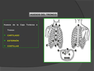 HUESOS DEL TRONCO
Huesos de la Caja Torácica o
Tronco:
 CARTILAGO
 ESTERNÓN
 COSTILLAS
 