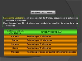 HUESOS DEL TRONCO
La columna vertebral es el eje posterior del tronco, apoyado en la pelvis que
sostiene a la cabeza.
Está formada por 33 vértebras que reciben un nombre de acuerdo a su
ubicación.
REGIÒN DE LA
COLUMNA
Nº DE VERTEBRAS
Cervical Formada por 7 vértebras
Dorsal Formada por 12 vértebras
Lumbar Formada por 5 vértebras
Sacra Formada por 5 vértebras
Coxigea Formada por cerca de cuatro vértebras fusionadas
 
