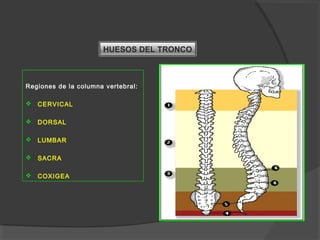 HUESOS DEL TRONCO
Regiones de la columna vertebral:
 CERVICAL
 DORSAL
 LUMBAR
 SACRA
 COXIGEA
 