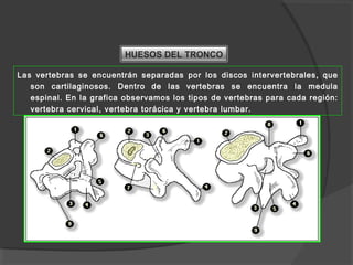 HUESOS DEL TRONCO
Las vertebras se encuentrán separadas por los discos intervertebrales, que
son cartilaginosos. Dentro de las vertebras se encuentra la medula
espinal. En la grafica observamos los tipos de vertebras para cada región:
vertebra cervical, vertebra torácica y vertebra lumbar.
 