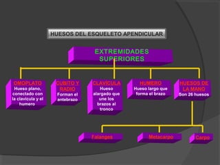 HUESOS DEL ESQUELETO APENDICULAR
EXTREMIDADES
SUPERIORES
CLAVÍCULA
Hueso
alargado que
une los
brazos al
tronco
HUMERO
Hueso largo que
forma el brazo
OMOPLATO
Hueso plano,
conectado con
la clavícula y el
humero.
CUBITO Y
RADIO
Forman el
antebrazo
HUESOS DE
LA MANO
Son 26 huesos
Falanges CarpoMetacarpo
 