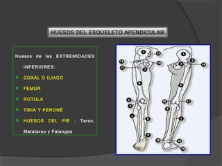 HUESOS DEL ESQUELETO APENDICULAR
Huesos de las EXTREMIDADES
INFERIORES:
 COXAL O ILIACO
 FEMUR
 ROTULA
 TIBIA Y PERONÉ
 HUESOS DEL PIE : Tarso,
Metatarso y Falanges
 