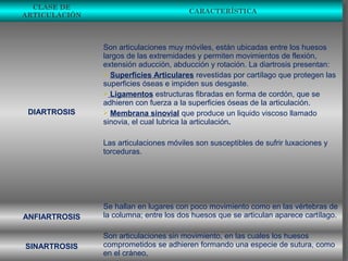 ARTICULACIONES
CLASE DE
ARTICULACIÓN
CARACTERÍSTICA
DIARTROSIS
Son articulaciones muy móviles, están ubicadas entre los huesos
largos de las extremidades y permiten movimientos de flexión,
extensión aducción, abducción y rotación. La diartrosis presentan:
 Superficies Articulares revestidas por cartílago que protegen las
superficies óseas e impiden sus desgaste.
 Ligamentos estructuras fibradas en forma de cordón, que se
adhieren con fuerza a la superficies óseas de la articulación.
 Membrana sinovial que produce un liquido viscoso llamado
sinovia, el cual lubrica la articulación.
Las articulaciones móviles son susceptibles de sufrir luxaciones y
torceduras.
ANFIARTROSIS
Se hallan en lugares con poco movimiento como en las vértebras de
la columna; entre los dos huesos que se articulan aparece cartílago.
SINARTROSIS
Son articulaciones sin movimiento, en las cuales los huesos
comprometidos se adhieren formando una especie de sutura, como
en el cráneo,
 