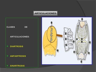 ARTICULACIONES
CLASES DE
ARTICULACIONES:
 DIARTROSIS
 ANFIARTROSIS
 SINARTROSIS
 