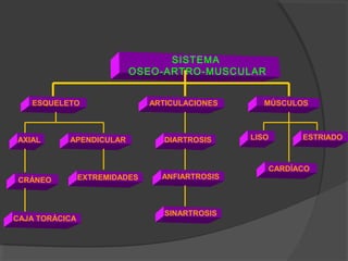 SISTEMA
OSEO-ARTRO-MUSCULAR
ARTICULACIONES MÚSCULOSESQUELETO
AXIAL APENDICULAR
CAJA TORÁCICA
CRÁNEO EXTREMIDADES
DIARTROSIS
ANFIARTROSIS
SINARTROSIS
LISO ESTRIADO
CARDÍACO
 