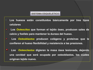  Los huesos están constituidos básicamente por tres tipos
celulares
Los Osteocitos que forman el tejido óseo, producen sales de
calcio y fosfato para mantener la dureza del hueso.
Los Osteoblastos producen colágeno y proteínas que le
confieren al hueso flexibilidad y resistencia a las presiones.
Los Osteoclastos digieren la masa ósea lesionada, dejando
una cavidad que será ocupada por osteoblastos, los cuales
originan tejido nuevo.
SISTEMA ESQUELETICO
 