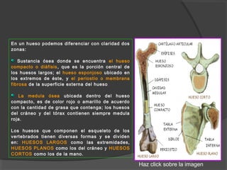 En un hueso podemos diferenciar con claridad dos
zonas:
Sustancia ósea donde se encuentra el hueso
compacto o diáfisis, que es la porción central de
los huesos largos; el hueso esponjoso ubicado en
los extremos de éste, y el periostio o membrana
fibrosa de la superficie externa del hueso.
La medula ósea ubicada dentro del hueso
compacto, es de color rojo o amarillo de acuerdo
con la cantidad de grasa que contenga; los huesos
del cráneo y del tórax contienen siempre medula
roja.
Los huesos que componen el esqueleto de los
vertebrados tienen diversas formas y se dividen
en: HUESOS LARGOS como las extremidades,
HUESOS PLANOS como los del cráneo y HUESOS
CORTOS como los de la mano.
Haz click sobre la imagen
 