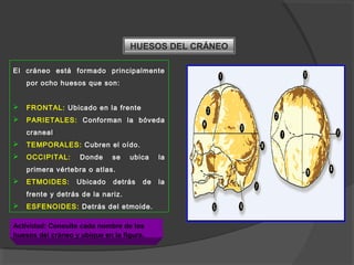 El cráneo está formado principalmente
por ocho huesos que son:
 FRONTAL: Ubicado en la frente
 PARIETALES: Conforman la bóveda
craneal
 TEMPORALES: Cubren el oído.
 OCCIPITAL: Donde se ubica la
primera vértebra o atlas.
 ETMOIDES: Ubicado detrás de la
frente y detrás de la nariz.
 ESFENOIDES: Detrás del etmoide.
Actividad: Consulte cada nombre de los
huesos del cráneo y ubique en la figura.
HUESOS DEL CRÁNEO
 