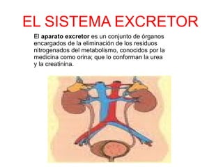 EL SISTEMA EXCRETOR El  aparato excretor  es un conjunto de  órganos  encargados de la eliminación de los residuos  nitrogenados  del metabolismo, conocidos por la medicina como  orina ; que lo conforman la  urea  y la  creatinina . 