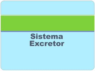 Sistema
Excretor
 