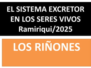 EL SISTEMA EXCRETOR
EN LOS SERES VIVOS
Ramiriqui/2025
LOS RIÑONES
 