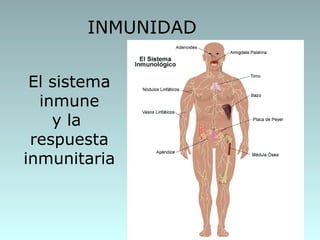 INMUNIDAD


 El sistema
  inmune
    y la
 respuesta
inmunitaria
 