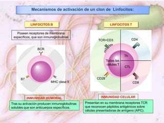 El sistema inmunitario | PPTX
