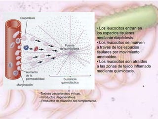 <ul><li> Los leucocitos entran en</li></ul>los espacios tisulares <br />mediante diapédesis.<br /><ul><li>Los leucocitos s...
