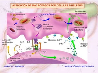 IL-1<br />ACTIVACIÓN DE LINFOCITOS T POR MACRÓFAGOS<br />Péptido antigénico<br />MHC-II<br />MACRÓFAGO (célula presentador...