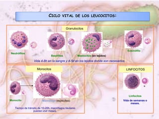 Granulocitos<br />Monocitos<br />LINFOCITOS<br />Ciclo vital de los leucocitos:<br />Eosinófilo<br />Neutrófilos<br />Basó...