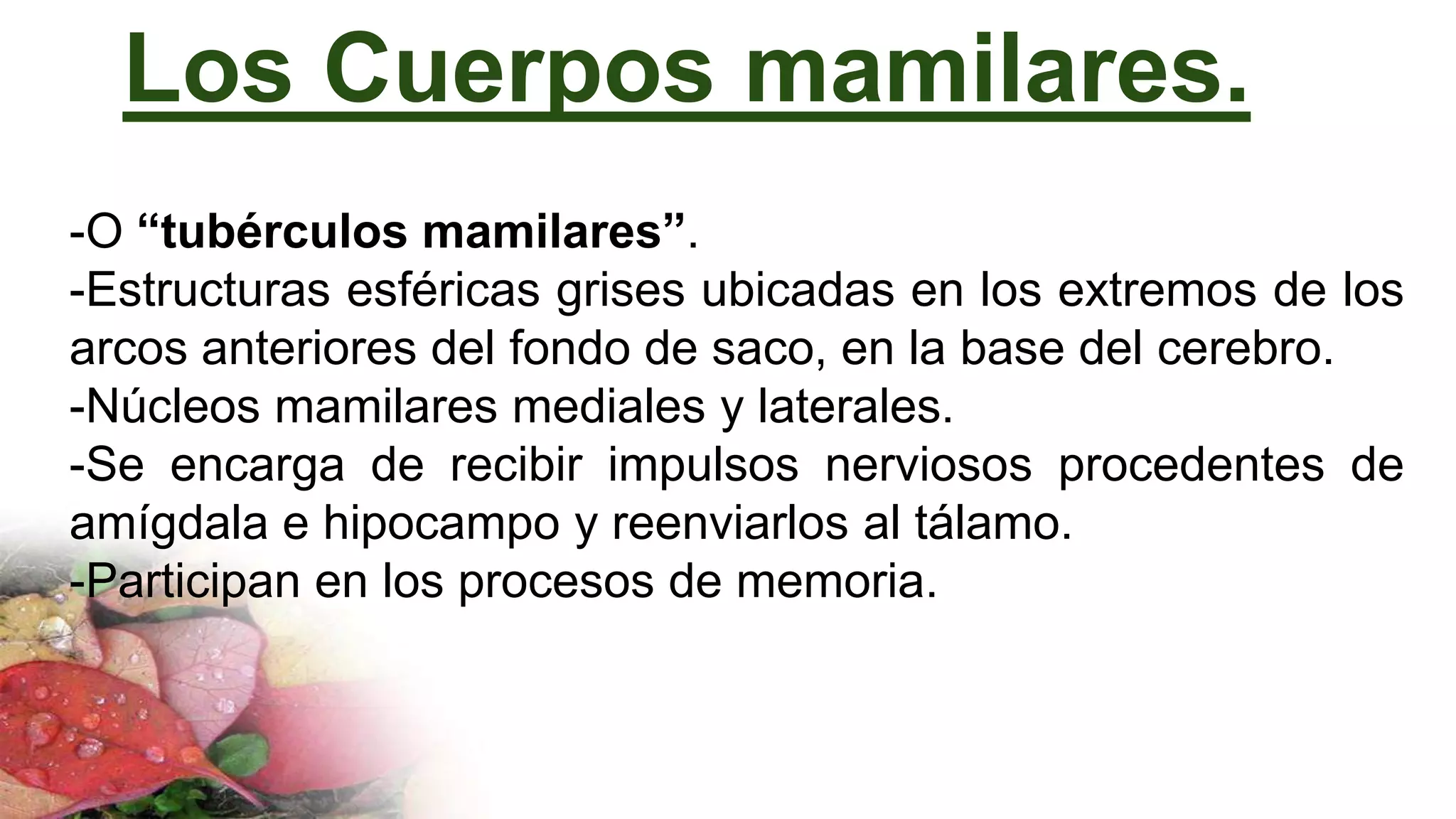 Los Cuerpos mamilares.
-O “tubérculos mamilares”.
-Estructuras esféricas grises ubicadas en los extremos de los
arcos anteriores del fondo de saco, en la base del cerebro.
-Núcleos mamilares mediales y laterales.
-Se encarga de recibir impulsos nerviosos procedentes de
amígdala e hipocampo y reenviarlos al tálamo.
-Participan en los procesos de memoria.
 