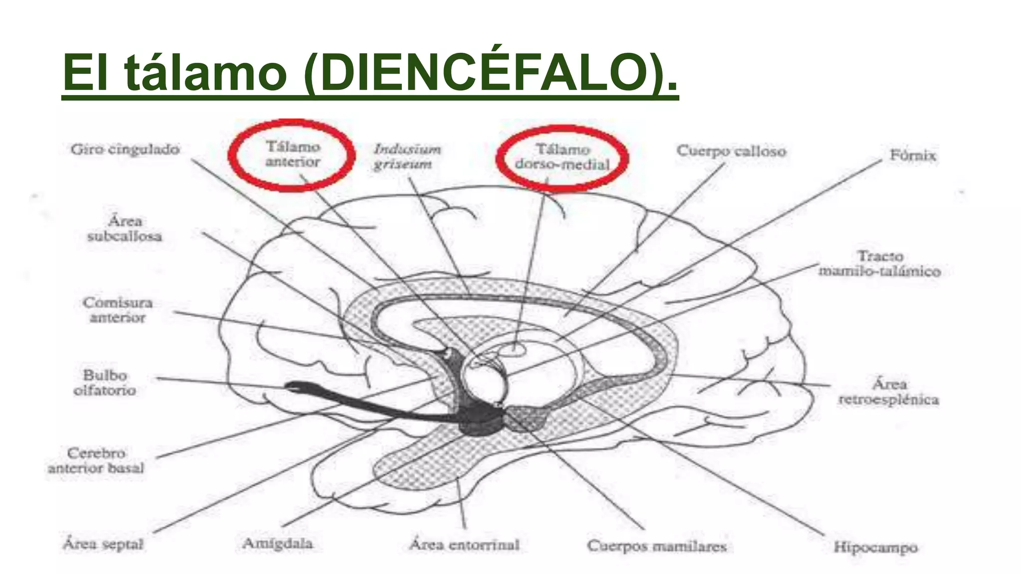 El tálamo (DIENCÉFALO).
 