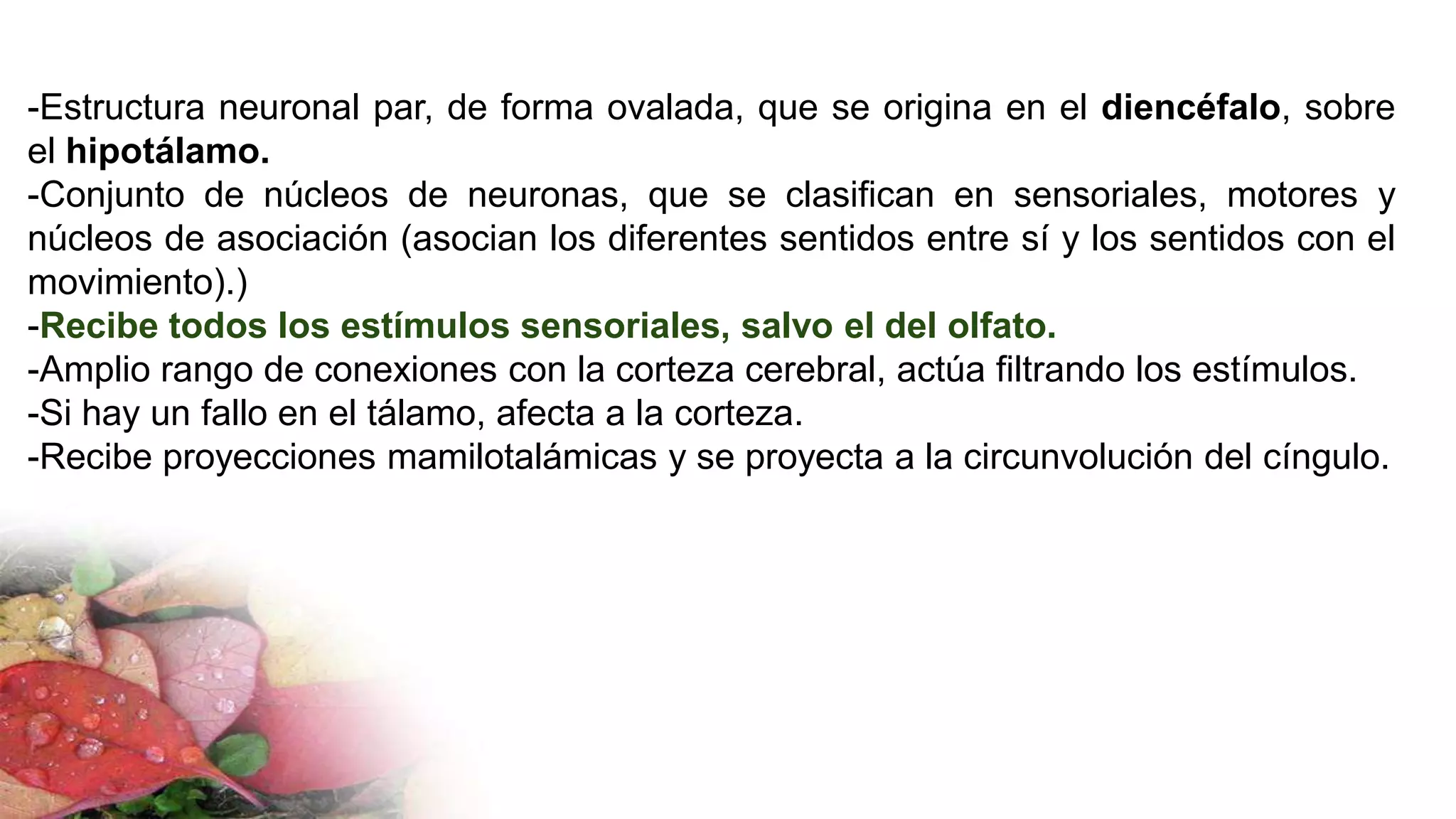 -Estructura neuronal par, de forma ovalada, que se origina en el diencéfalo, sobre
el hipotálamo.
-Conjunto de núcleos de neuronas, que se clasifican en sensoriales, motores y
núcleos de asociación (asocian los diferentes sentidos entre sí y los sentidos con el
movimiento).)
-Recibe todos los estímulos sensoriales, salvo el del olfato.
-Amplio rango de conexiones con la corteza cerebral, actúa filtrando los estímulos.
-Si hay un fallo en el tálamo, afecta a la corteza.
-Recibe proyecciones mamilotalámicas y se proyecta a la circunvolución del cíngulo.
 