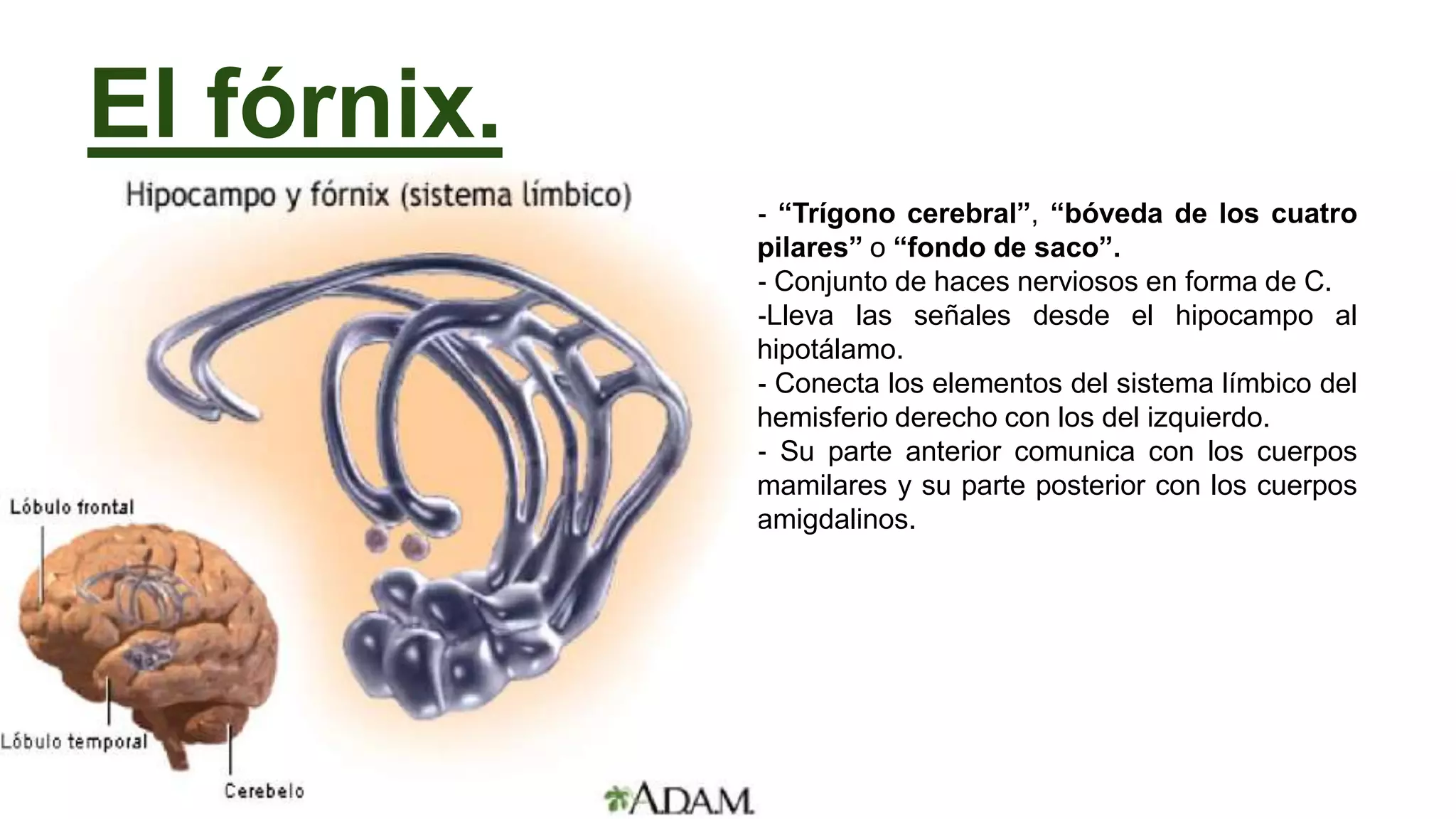 El fórnix.
- “Trígono cerebral”, “bóveda de los cuatro
pilares” o “fondo de saco”.
- Conjunto de haces nerviosos en forma de C.
-Lleva las señales desde el hipocampo al
hipotálamo.
- Conecta los elementos del sistema límbico del
hemisferio derecho con los del izquierdo.
- Su parte anterior comunica con los cuerpos
mamilares y su parte posterior con los cuerpos
amigdalinos.
 