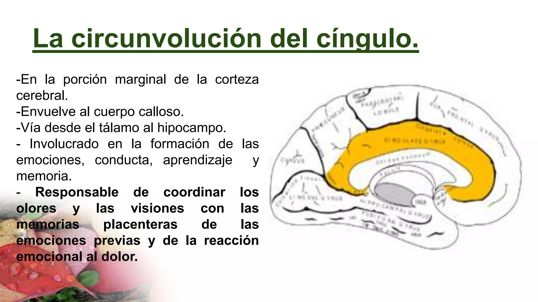La circunvolución del cíngulo.
-En la porción marginal de la corteza
cerebral.
-Envuelve al cuerpo calloso.
-Vía desde el tálamo al hipocampo.
- Involucrado en la formación de las
emociones, conducta, aprendizaje y
memoria.
- Responsable de coordinar los
olores y las visiones con las
memorias placenteras de las
emociones previas y de la reacción
emocional al dolor.
 