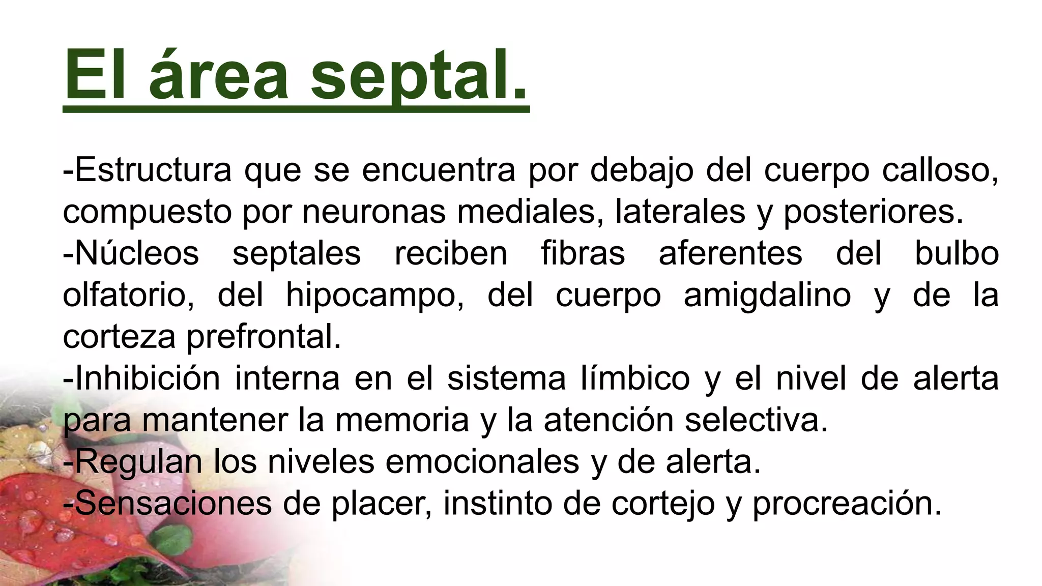 El área septal.
-Estructura que se encuentra por debajo del cuerpo calloso,
compuesto por neuronas mediales, laterales y posteriores.
-Núcleos septales reciben fibras aferentes del bulbo
olfatorio, del hipocampo, del cuerpo amigdalino y de la
corteza prefrontal.
-Inhibición interna en el sistema límbico y el nivel de alerta
para mantener la memoria y la atención selectiva.
-Regulan los niveles emocionales y de alerta.
-Sensaciones de placer, instinto de cortejo y procreación.
 