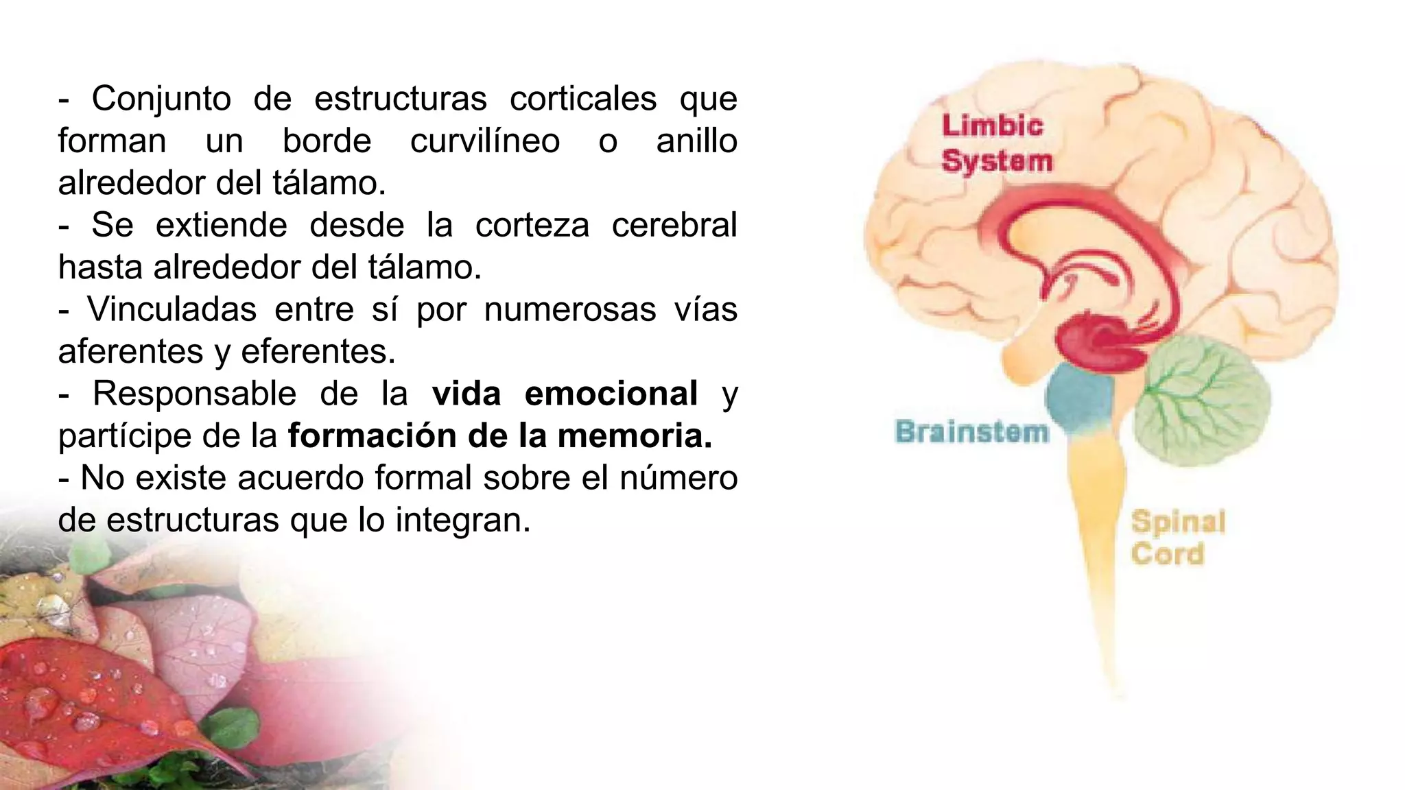 - Conjunto de estructuras corticales que
forman un borde curvilíneo o anillo
alrededor del tálamo.
- Se extiende desde la corteza cerebral
hasta alrededor del tálamo.
- Vinculadas entre sí por numerosas vías
aferentes y eferentes.
- Responsable de la vida emocional y
partícipe de la formación de la memoria.
- No existe acuerdo formal sobre el número
de estructuras que lo integran.
 