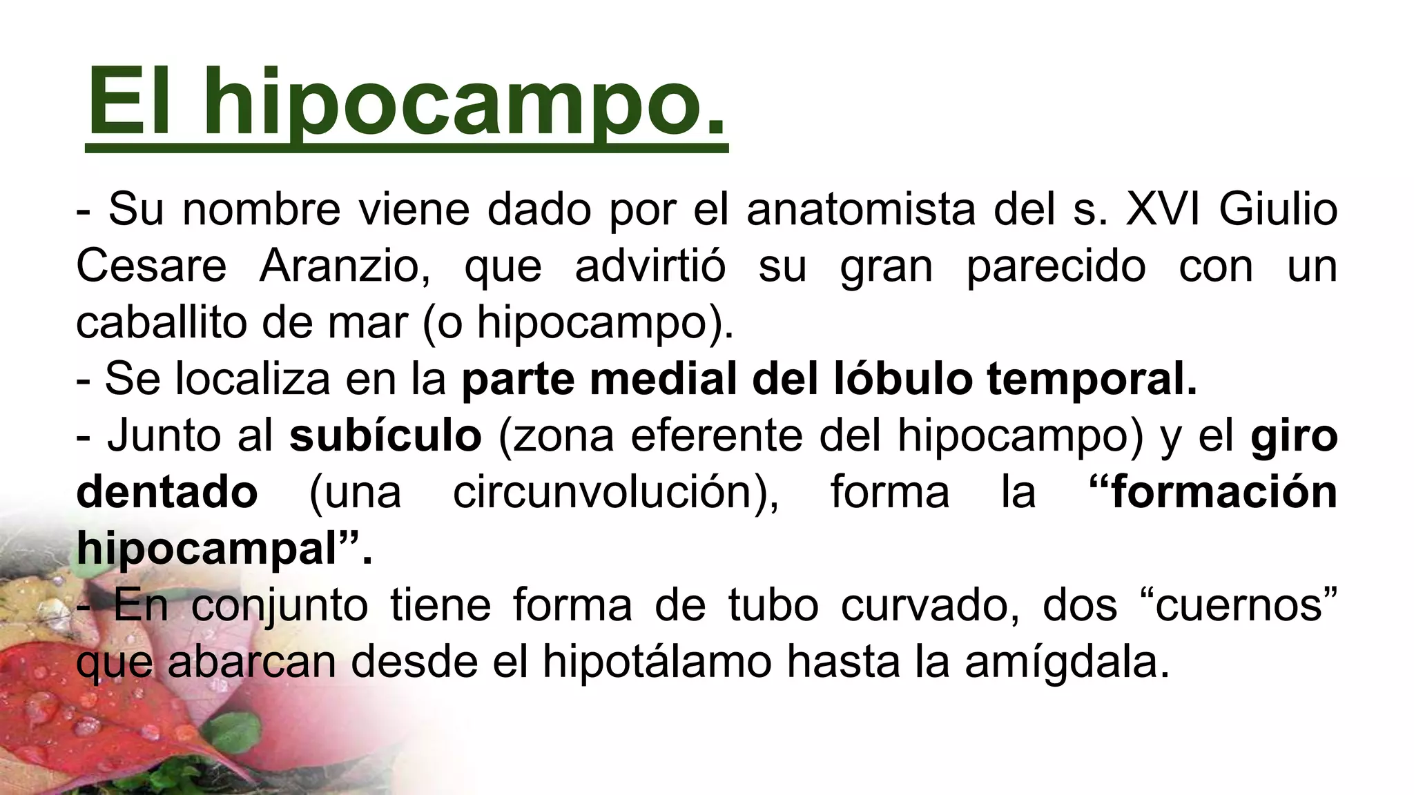 El hipocampo.
- Su nombre viene dado por el anatomista del s. XVI Giulio
Cesare Aranzio, que advirtió su gran parecido con un
caballito de mar (o hipocampo).
- Se localiza en la parte medial del lóbulo temporal.
- Junto al subículo (zona eferente del hipocampo) y el giro
dentado (una circunvolución), forma la “formación
hipocampal”.
- En conjunto tiene forma de tubo curvado, dos “cuernos”
que abarcan desde el hipotálamo hasta la amígdala.
 
