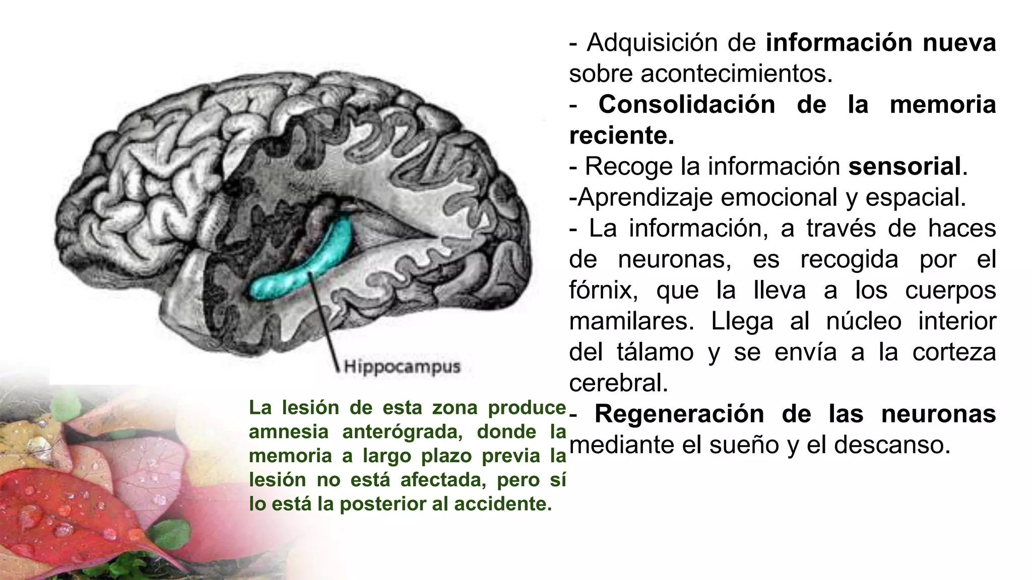 - Adquisición de información nueva
sobre acontecimientos.
- Consolidación de la memoria
reciente.
- Recoge la información sensorial.
-Aprendizaje emocional y espacial.
- La información, a través de haces
de neuronas, es recogida por el
fórnix, que la lleva a los cuerpos
mamilares. Llega al núcleo interior
del tálamo y se envía a la corteza
cerebral.
- Regeneración de las neuronas
mediante el sueño y el descanso.
La lesión de esta zona produce
amnesia anterógrada, donde la
memoria a largo plazo previa la
lesión no está afectada, pero sí
lo está la posterior al accidente.
 