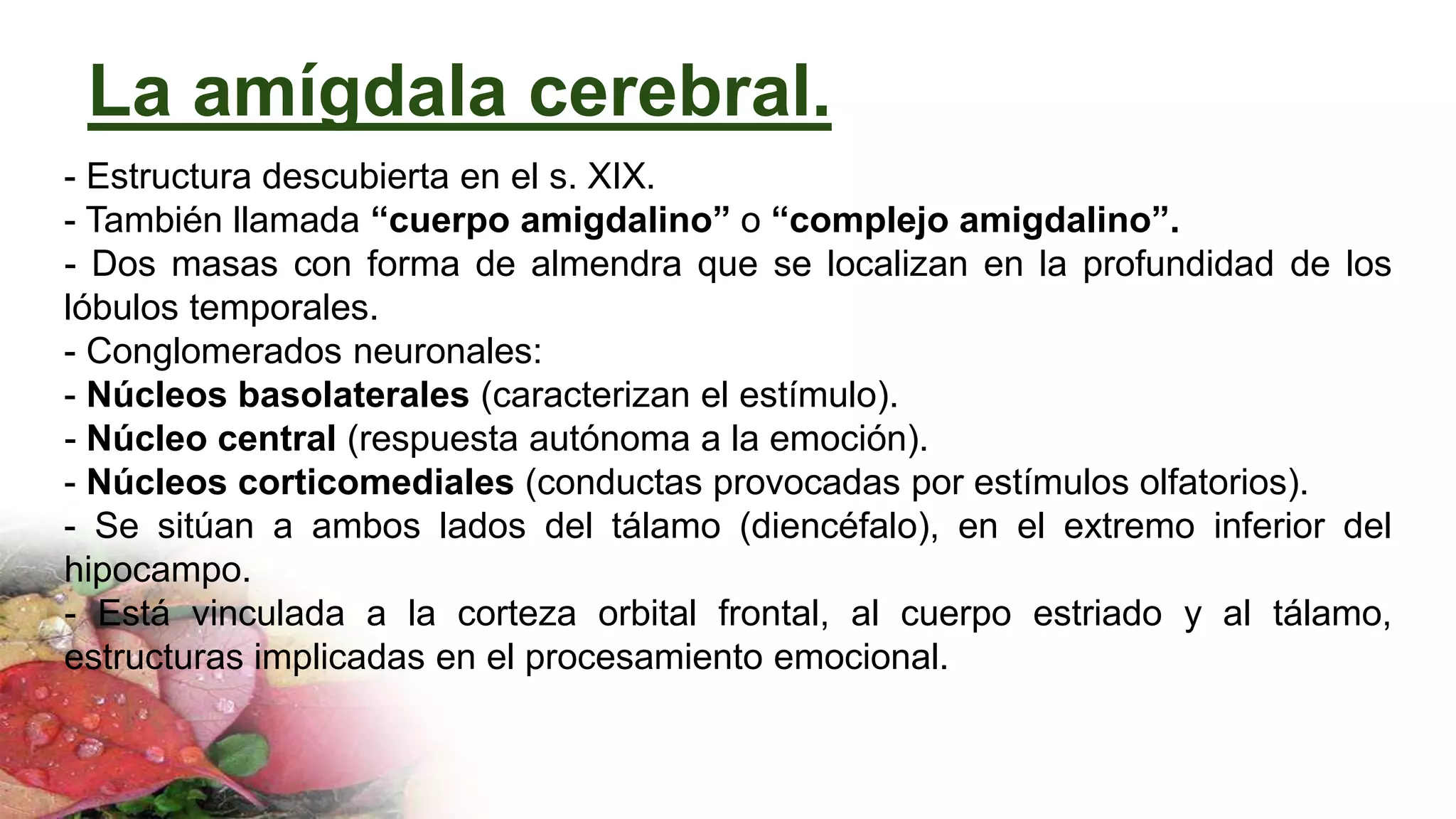 La amígdala cerebral.
- Estructura descubierta en el s. XIX.
- También llamada “cuerpo amigdalino” o “complejo amigdalino”.
- Dos masas con forma de almendra que se localizan en la profundidad de los
lóbulos temporales.
- Conglomerados neuronales:
- Núcleos basolaterales (caracterizan el estímulo).
- Núcleo central (respuesta autónoma a la emoción).
- Núcleos corticomediales (conductas provocadas por estímulos olfatorios).
- Se sitúan a ambos lados del tálamo (diencéfalo), en el extremo inferior del
hipocampo.
- Está vinculada a la corteza orbital frontal, al cuerpo estriado y al tálamo,
estructuras implicadas en el procesamiento emocional.
 